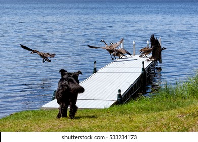 A black golden retriever and Newfoundland mixed-breed dog chasing Canada geese off a dock.
