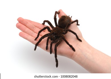 Black Goliath Birdeating Spider Sitting on Male Hand. Isolated Halloween Concept.