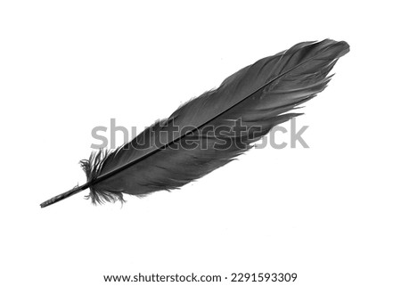 black goose feather on a white isolated background