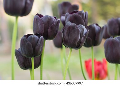 Black Gothic tulip, this is a Triumph Tulip, dark purple