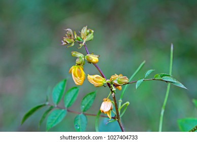     Black Gram Flowers 