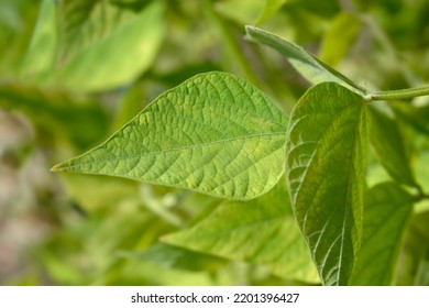 Black Gram Leaves - Latin Name - Vigna Mungo