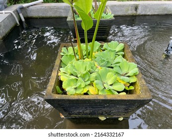 Black Granite Trapezoidal Pot With A Line Texture, With A Water Lettuce Plant In It Surrounded By Water In A Pond