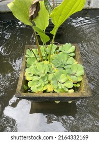 Black Granite Trapezoidal Pot With A Line Texture, With A Water Lettuce Plant In It Surrounded By Water In A Pond