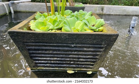 Black Granite Trapezoidal Pot With A Line Texture, With A Water Lettuce Plant In It Surrounded By Water In A Pond