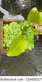 Black Granite Trapezoidal Pot With A Line Texture, With A Water Lettuce Plant In It Surrounded By Water In A Pond