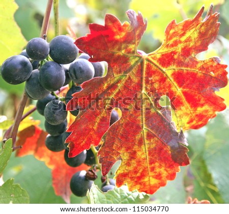 Black grape cluster behind a vine leaf in autumn