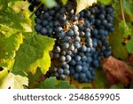 Black grape cluster in a vineyard in summer.