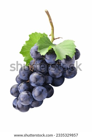 black grape dark blue grape isolated on white background. With clipping path. Full depth of field