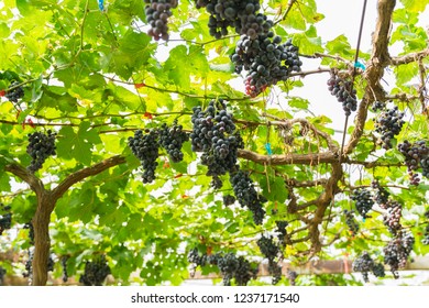 Black Grapes Green Leaves On Vine Stock Photo 1237171540 | Shutterstock