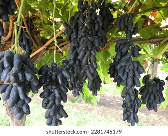 Black grapes of the Sweet Sapphire variety with a background of green leaves, in a morning atmosphere at the grape plantation.