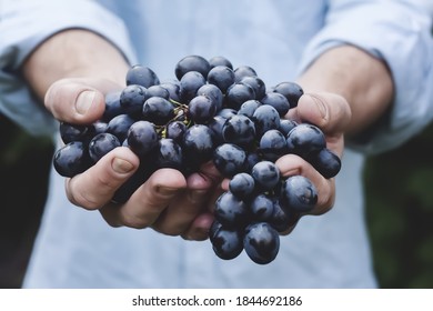 Black grapes very famous fruit of our area Dera ismail khan Pakistan  - Powered by Shutterstock