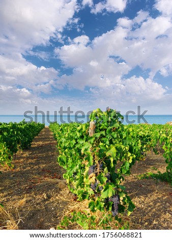 black grapes for wine ripening in a vineyard on the sea of Sicily in summer