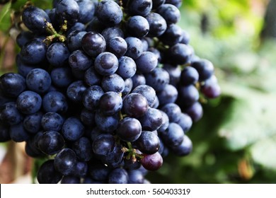 Black Grapes,Grapes Harvest