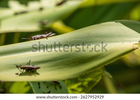 Black grasshopper on green leaf.  Invasive grasshopper species in tropical climate.  Green leaves with black and red grasshopper.  Macro image of insects.