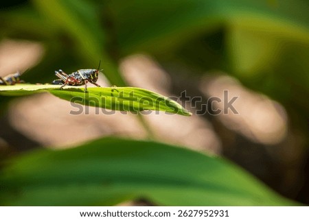 Black grasshopper on green leaf.  Invasive grasshopper species in tropical climate.  Green leaves with black and red grasshopper.  Macro image of insects.