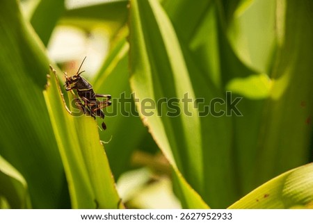 Black grasshopper on green leaf.  Invasive grasshopper species in tropical climate.  Green leaves with black and red grasshopper.  Macro image of insects.