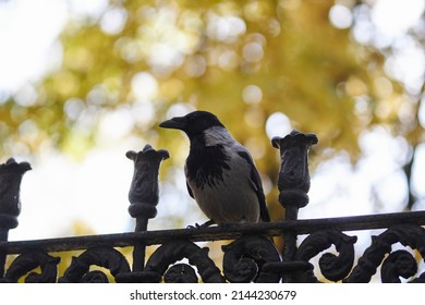 a black gray crow sits on a forged fence. A crow sits on an iron fence in a park. The crow sat on a metal fence. Photo of a black crow sitting on a fence.