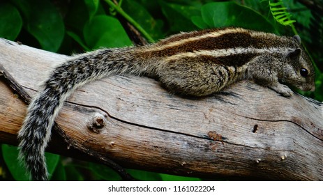 Black and Gray Squirrel 