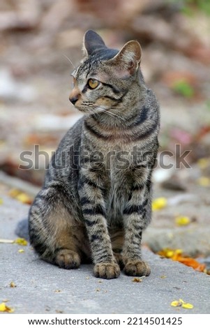 A black gray tabby cat staring in​ suspicion​