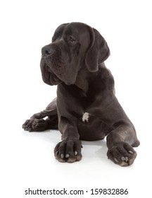 Black Great Dane Dog Isolated On White Background