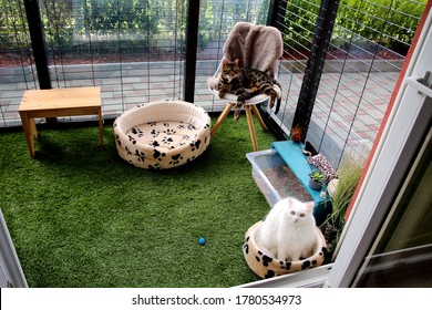 Black And Green Cat In A DIY Cat Patio,  Catio In Springtime. It Keeps Your Cat Secure And Exercised Outdoors And Allow Them Fresh Air. Safe Enclosure For A Cat