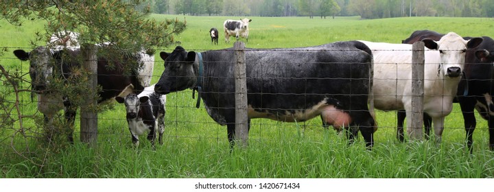 139 Roan cow Images, Stock Photos & Vectors | Shutterstock