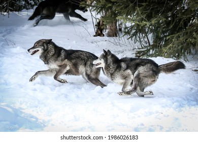 Black And Grey Wolves Running The In The Snow. 