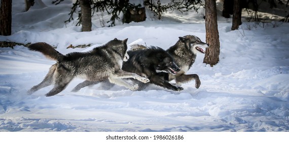 Black And Grey Wolves Running The In The Snow. 