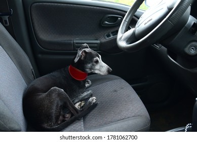 The Black Greyhound Sits In The Car