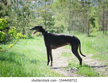 Black Greyhound Stand Spring Forest Side Stock Photo 1544458712 ...