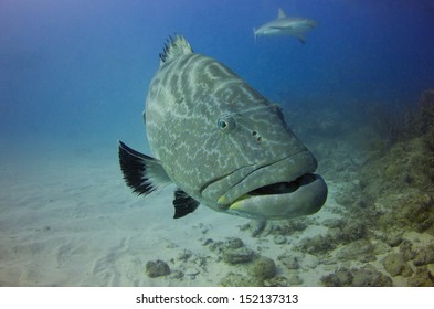 Black Grouper In The Bahamas