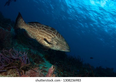 Black Grouper Mycteroperca Benaci