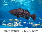 Black grouper, Mycteroperca bonaci,  black rockfish or marbled rockfish,