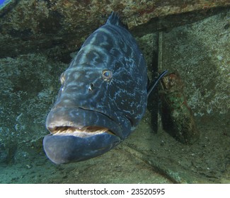 Black Grouper On A Shipwreck