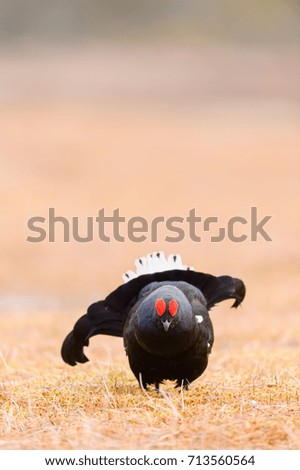 Similar – Image, Stock Photo Lantern over hedge Town