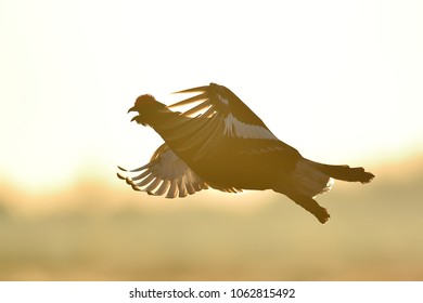 Black Grouse In Flight