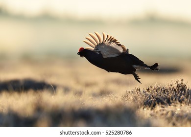 Black Grouse Flying