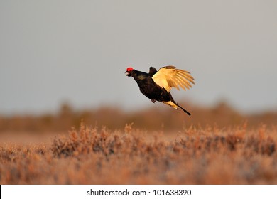 Black Grouse Flying At Sunrise