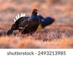 Black grouse (Lyrurus tetrix), also known as northern black grouse, Eurasian black grouse, blackgame or blackcock is a large game bird in the grouse family. This bird recently go extinct Netherlands.