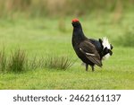 Black Grouse, Scientific name, Lyrurux tetrix.  Close up of a male black grouse, alert and stood   facing left on a grouse moor in Swaledale, Yorkshire Dales, UK.  Space for copy.  Horizontal.