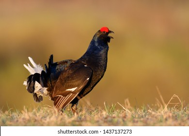 Black grouse (tetrao tetrix) sings at the lek on the field with a yellow-orange blurred background in spring