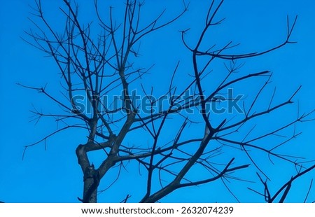 black grumbling on a dead tree
