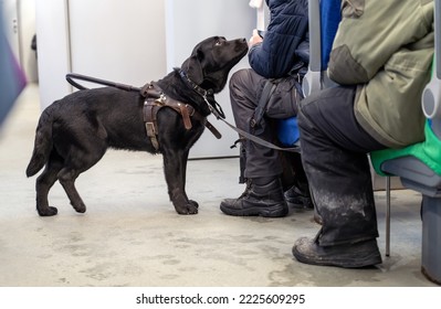 Black Guide Dog Looks At Train Passenger, While Blind Dog Owner Keeps Her On Leash So That Dog Does Not Distract Strangers