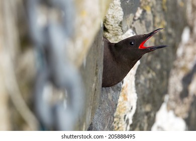 Black Guillemot