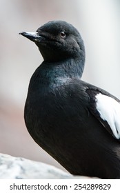 Black Guillemot 