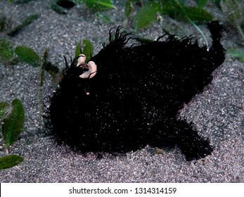 Black Hairy Frog Fish