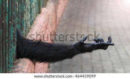 Black hand of a chimpanzee in a cage with no freedom that extends from prison for something. The concept of take me to the freedom.