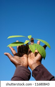 Black Hands Holding Plant