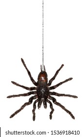 Black Hanging Tarantula Spider Handing From Its Web Isolated On White